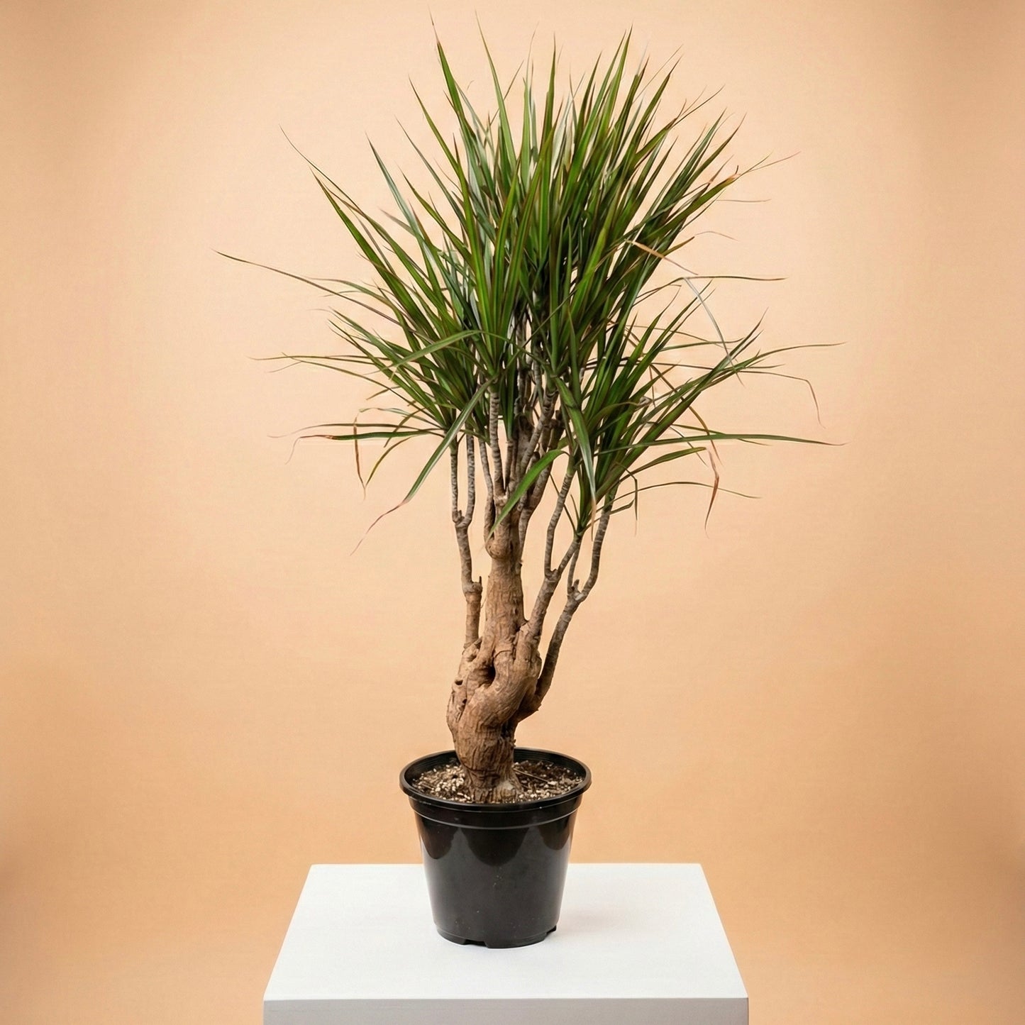dracaena massangeana stump Candelabra Dragon Tree: Dracaena - 10" Pot