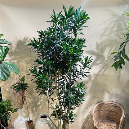 Anita Cane: Dracaena reflexa - 17 inch pot - 6-8 foot tall