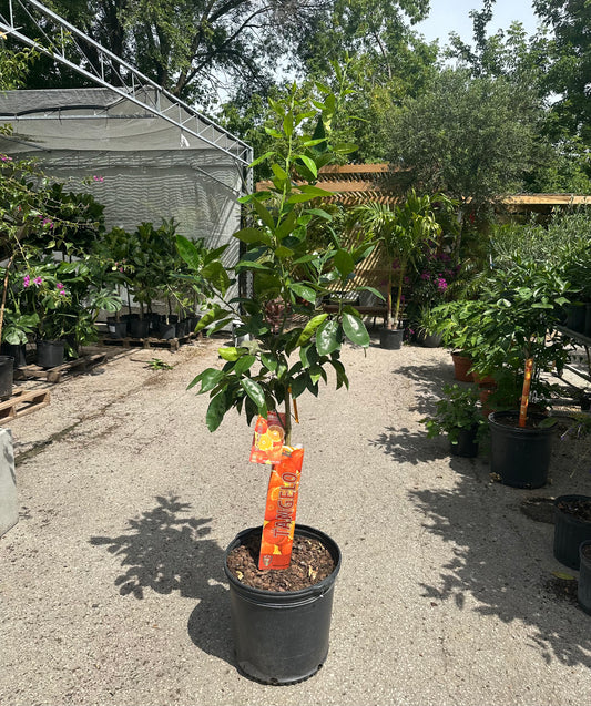 Honey Bell Tangelo: Citrus × tangelo - 16 inch pot - 5 foot tall