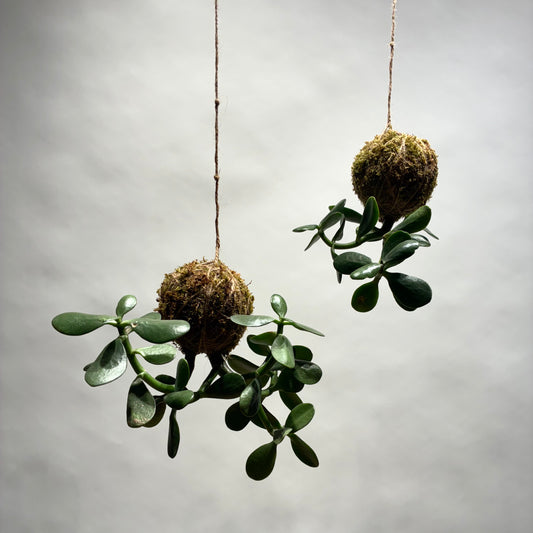 Two hanging plants with moss balls on a neutral background - kokedama in Toronto at Promise Supply