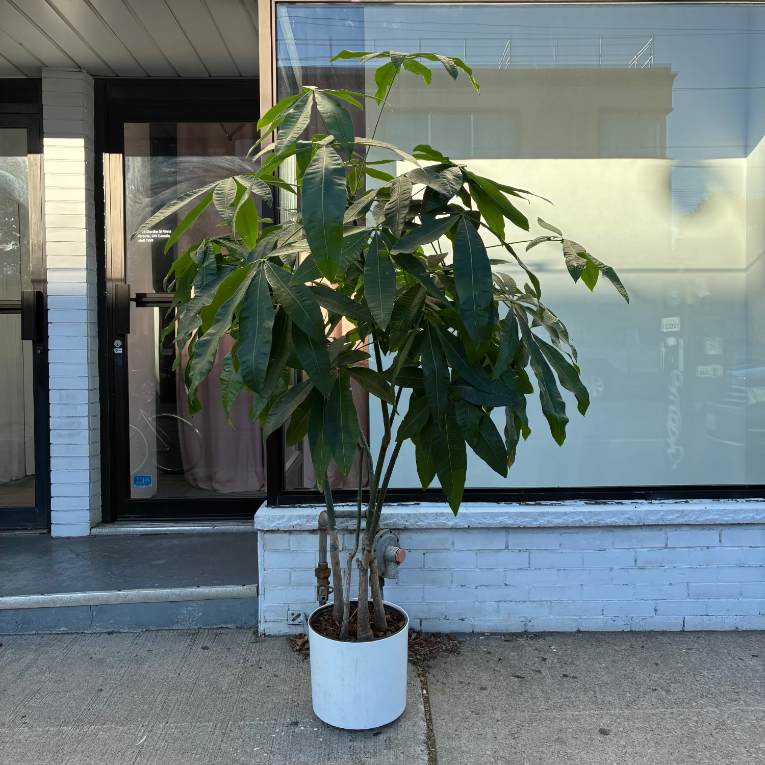 Character Money Tree: Pachira aquatica - 12 inch pot - 5.5-6.5 foot tall — indoor plant — indoor plant for sale by Promise Supply for delivery and pickup in Toronto.