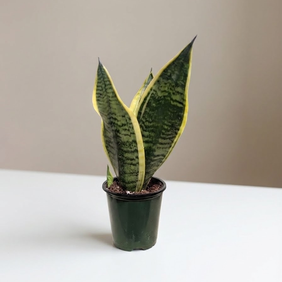 Futura Superba Yellow Snake Plant: Sansevieria trifasciata 'Laurentii' - 4 inch pot — indoor plant for sale by Promise Supply for delivery and pickup in Toronto.