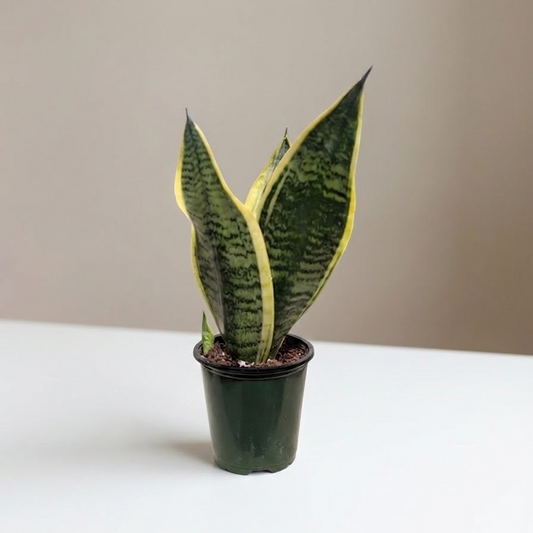 Futura Superba Yellow Snake Plant: Sansevieria trifasciata 'Laurentii' - 4 inch pot — indoor plant for sale by Promise Supply for delivery and pickup in Toronto.