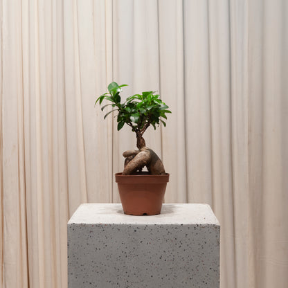 Ginseng Ficus Bonsai: Ficus retusa - 5 inch pot