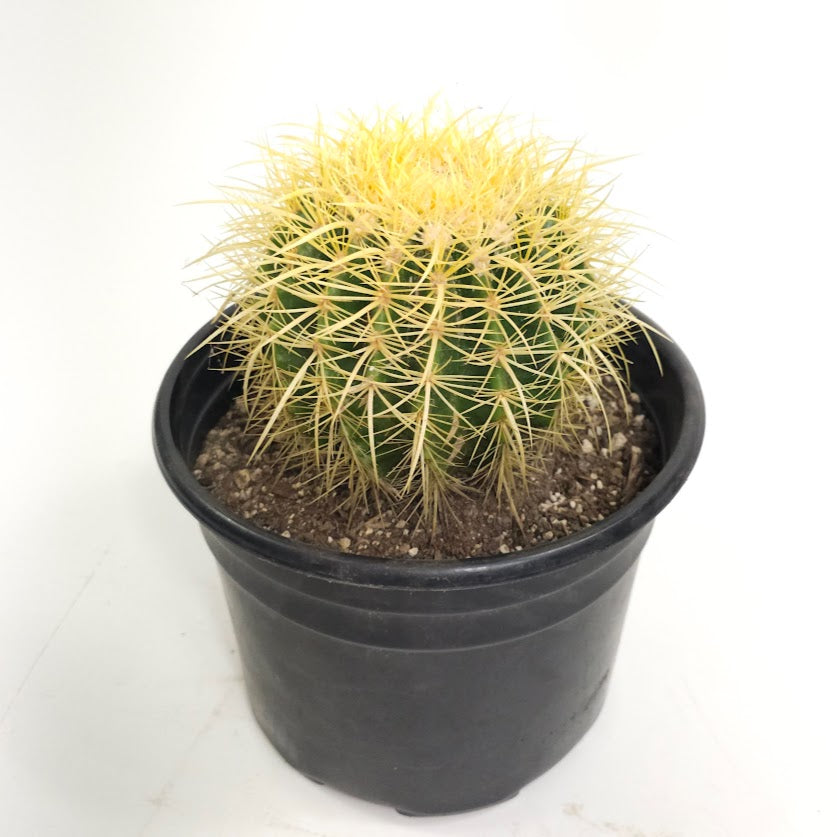 Golden Barrel Cactus: Echinocactus grusonii - 10 inch pot - 1 foot tall