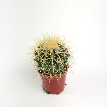 Golden Barrel Cactus: Echinocactus grusonii - 4 inch pot