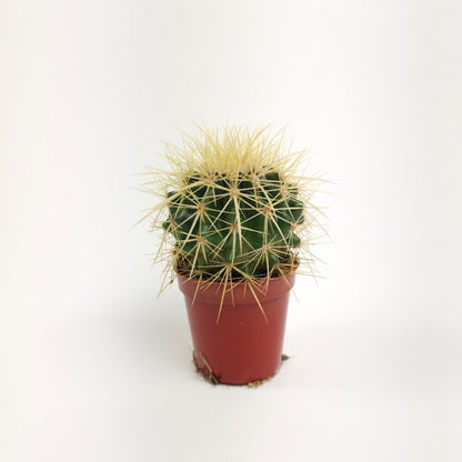 Golden Barrel Cactus: Echinocactus grusonii - 4 inch pot