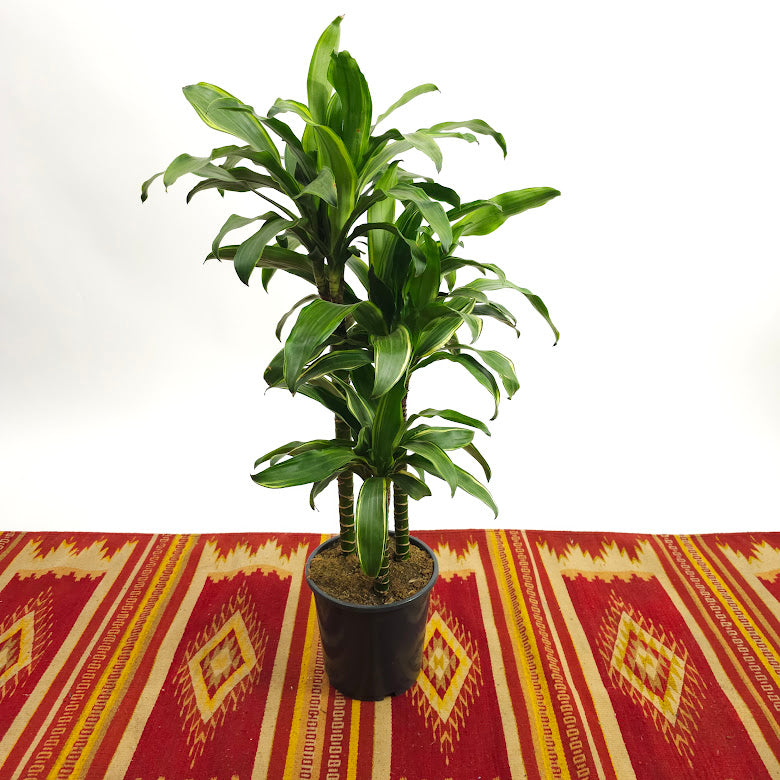 Golden Coast Staggered Cane: Dracaena fragrans - 8 inch pot - 3-4 foot tall