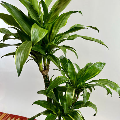 Golden Coast Staggered Cane: Dracaena fragrans - 8 inch pot - 3-4 foot tall