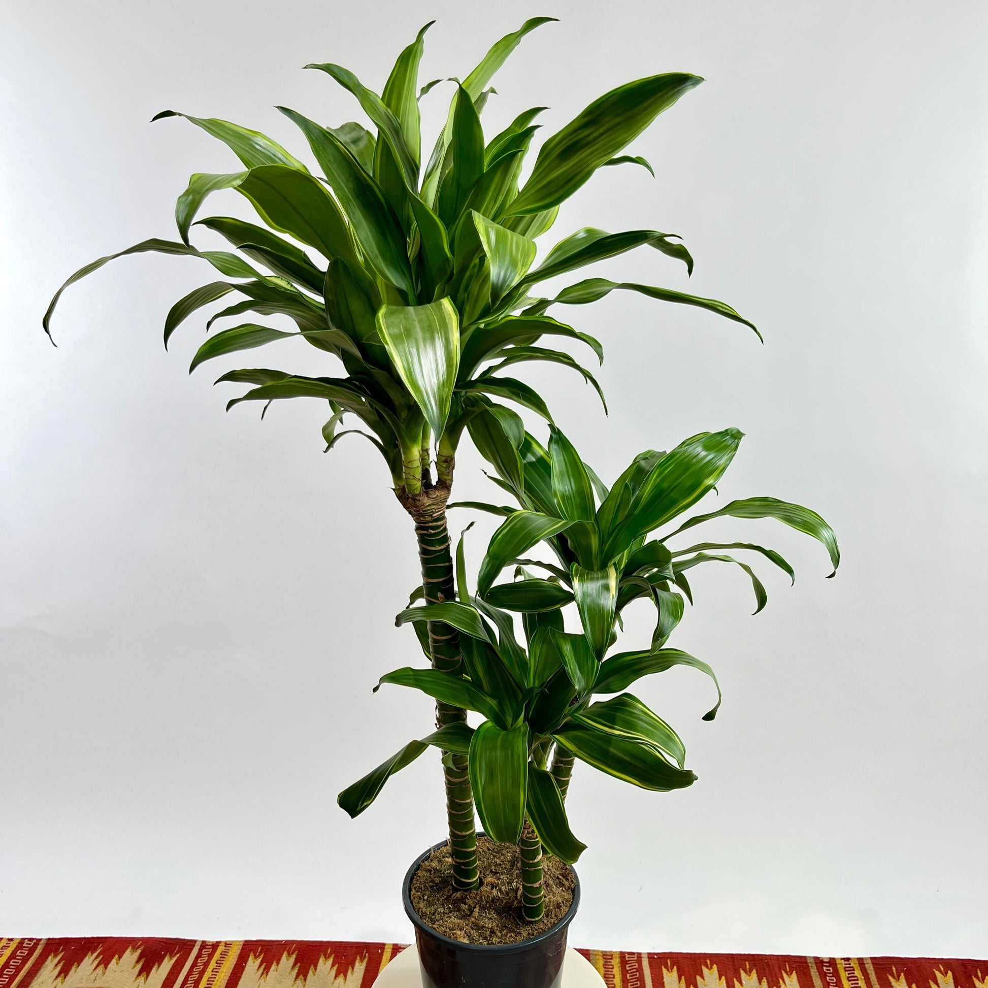 dracaena fragrans for sale Gold Coast Staggered Dracaena - 8" Pot