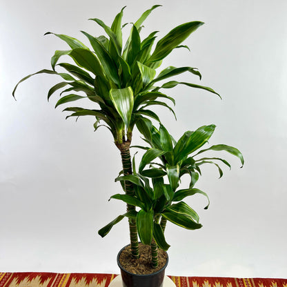 Golden Coast Staggered Cane: Dracaena fragrans - 8 inch pot - 3-4 foot tall