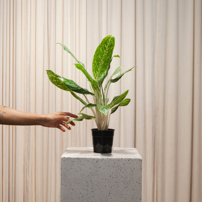 aglaonema golden madonna poison Golden Madonna Chinese Evergreen - 5" Pot