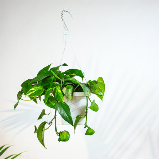 Pothos, Devil's Ivy, Money Plant, Money Vine (Epipremnum aureum) in a 10 inch pot. Indoor plant for sale by Promise Supply for delivery and pickup in Toronto