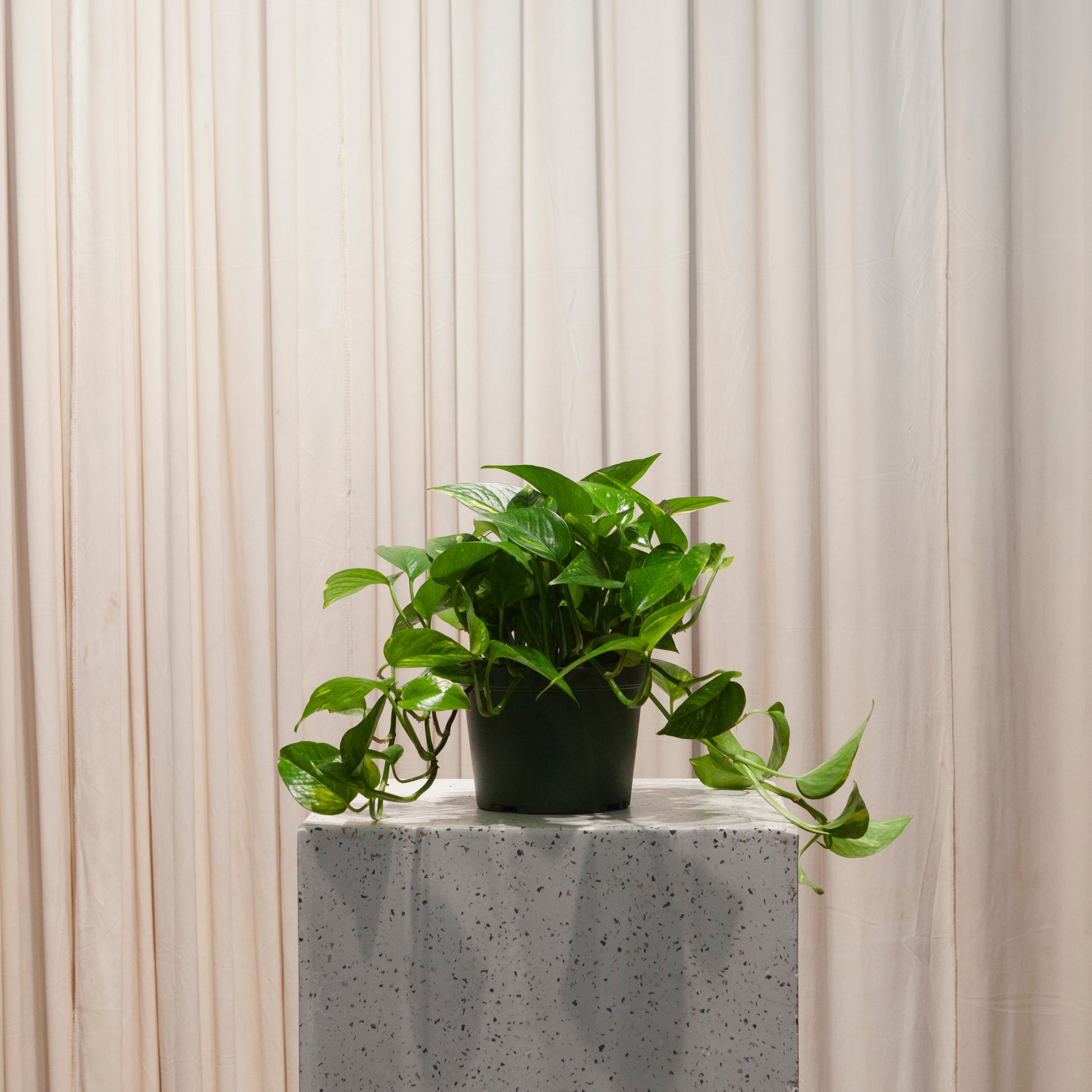 golden pothos plant for sale Golden Pothos: Epipremnum Aureum - 6" Pot