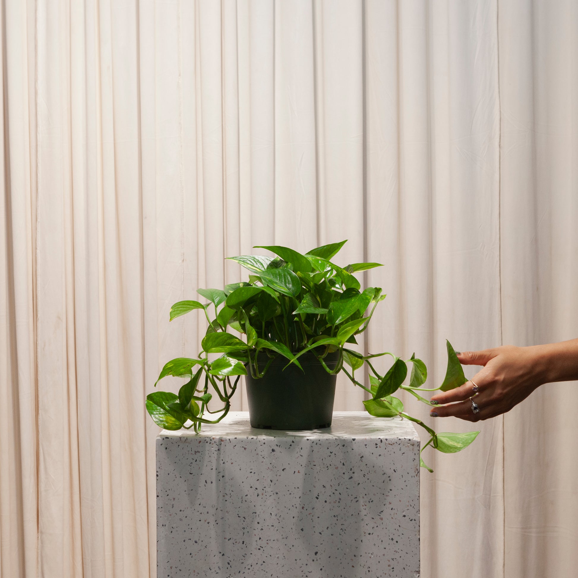 6 inch pothos plant Golden Pothos: Epipremnum Aureum - 6" Pot