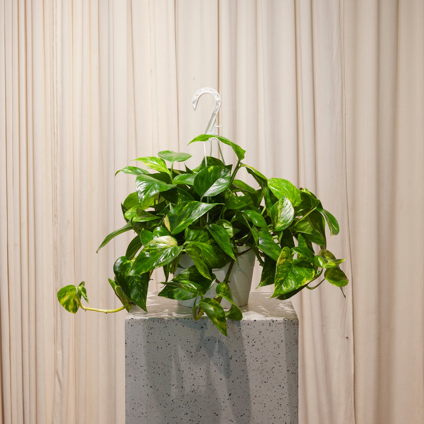 Golden Pothos: Epipremnum aureum - 8 inch hanging basket