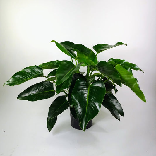 Green Congo: Philodendron hederaceum - 10 inch pot