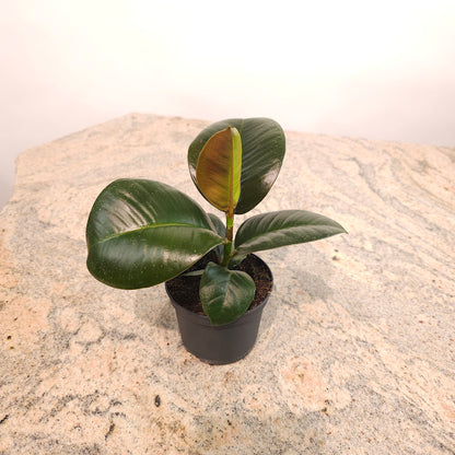 Green Rubber Plant: Ficus elastica 'Robusta' - 4 inch pot