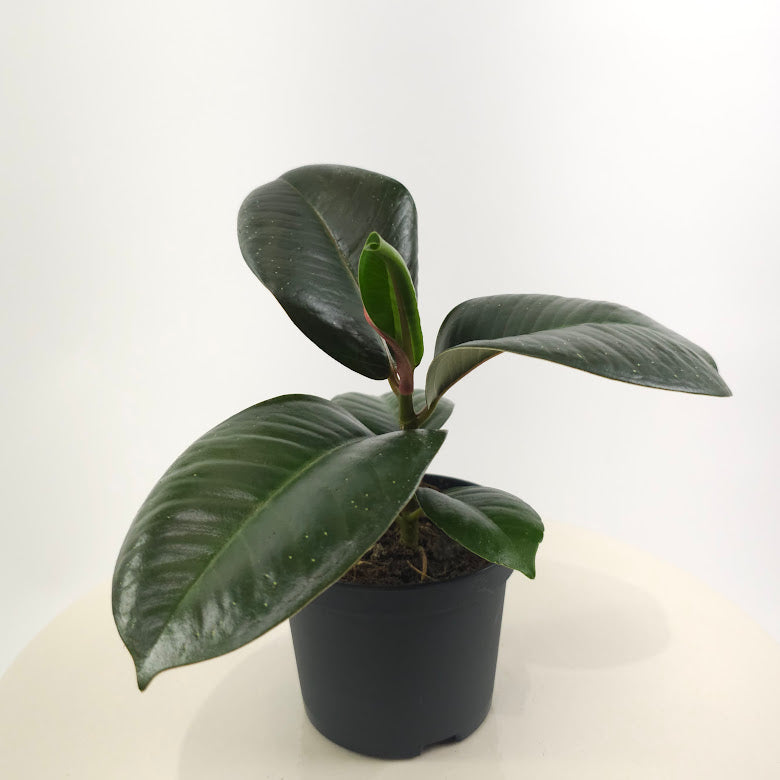 Green Rubber Plant: Ficus elastica 'Robusta' - 4 inch pot