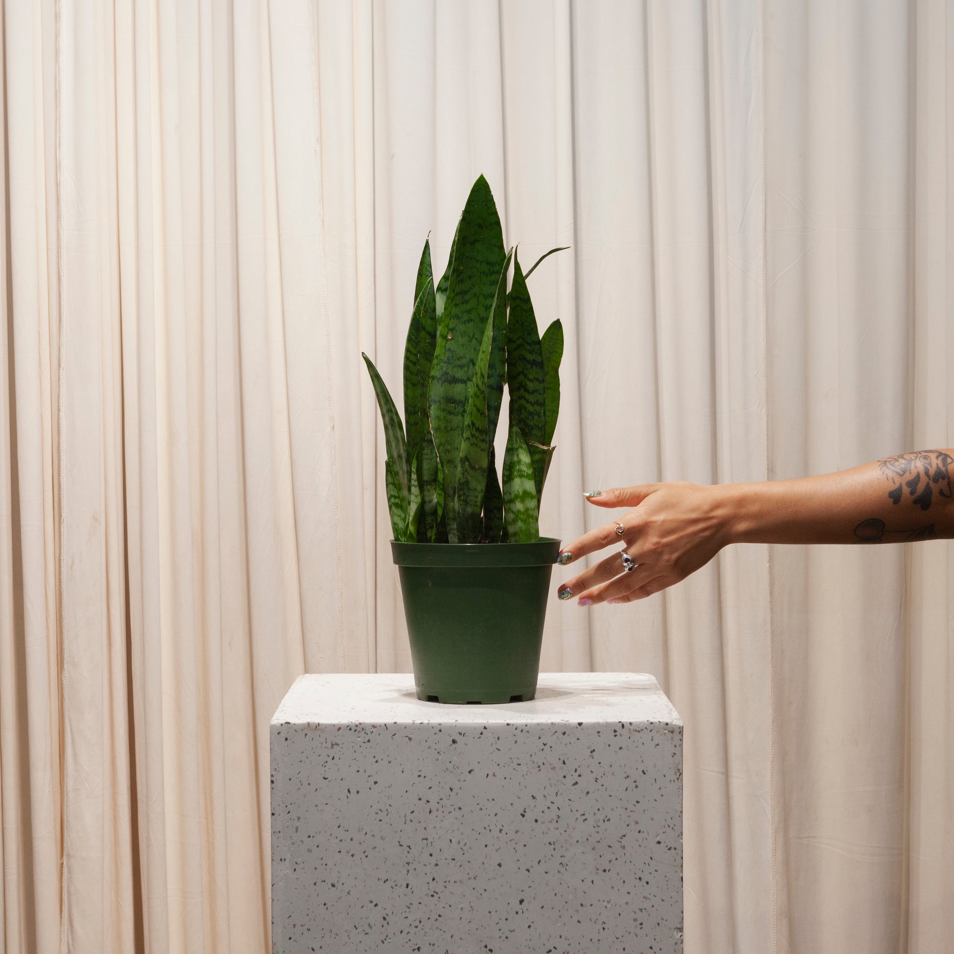 6 in snake plant Zeylanica Green Snake Plant - 6" Pot