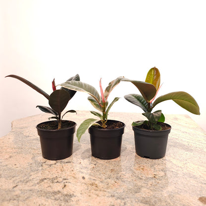 Green Rubber Plant: Ficus elastica 'Robusta' - 4 inch pot