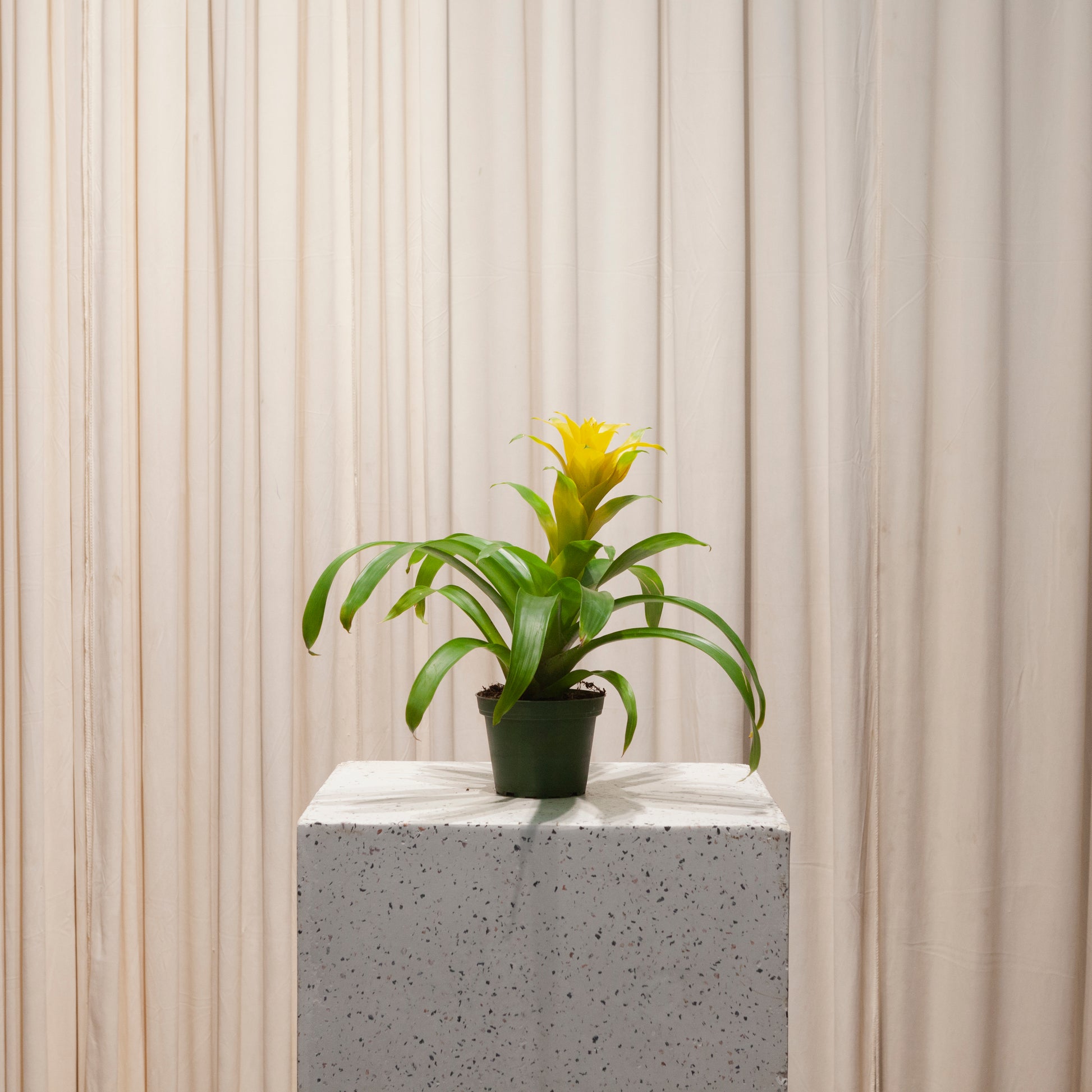 is guzmania an indoor plant Guzmania: Guzmania - 6" Pot