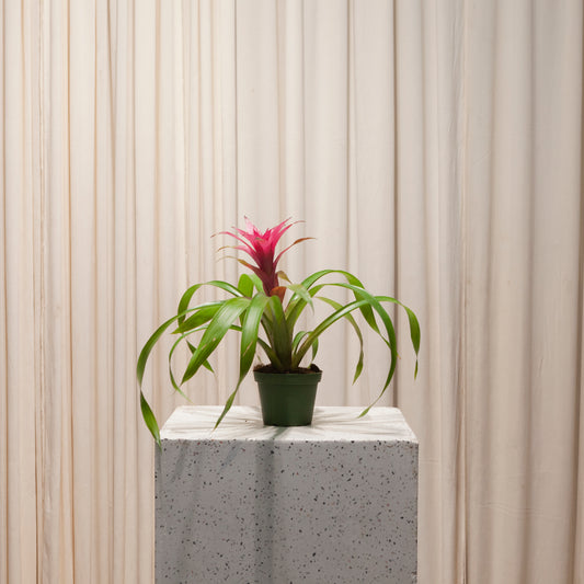 Guzmania: Bromeliad - 6 inch pot