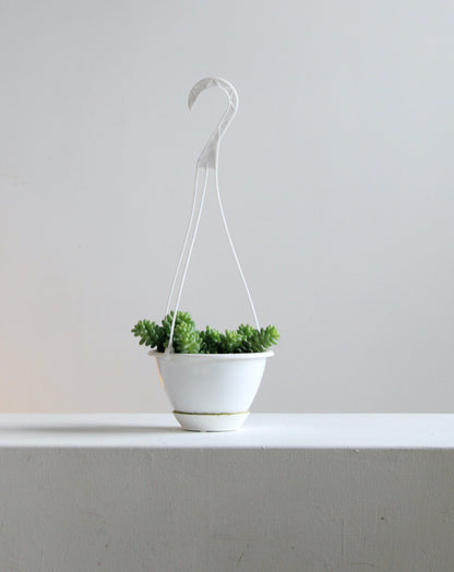 Burro's Tail: Sedum morganianum - 5 inch hanging basket — indoor plant — indoor plant for sale by Promise Supply for delivery and pickup in Toronto.