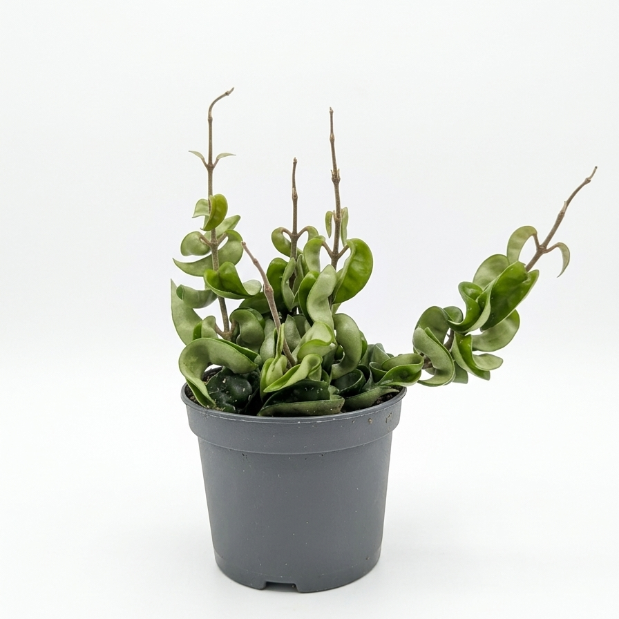 Hindu Rope: Hoya carnosa 'Compacta' - 5 inch pot