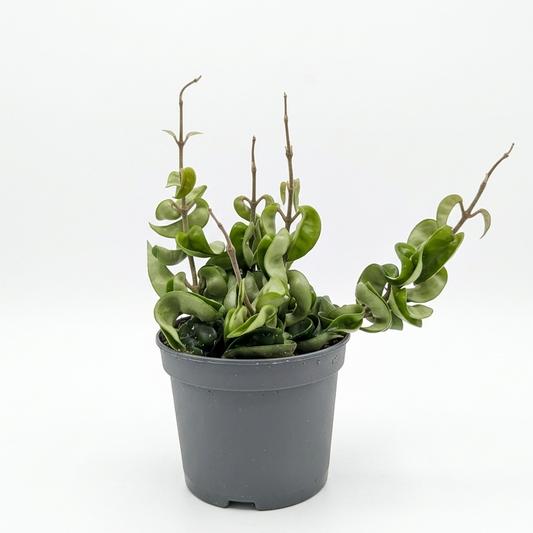 Hindu Rope: Hoya carnosa 'Compacta' - 5 inch pot