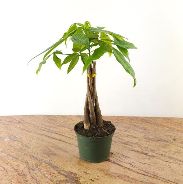 money tree 'guiana chestnut' pachira braid Money Tree: Pachira Aquatica - 6" Pot