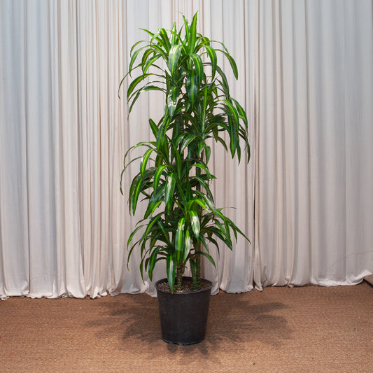 Hawaiian Sunshine Staggered Cane: Dracaena fragrans - 12 inch pot - 6 foot tall