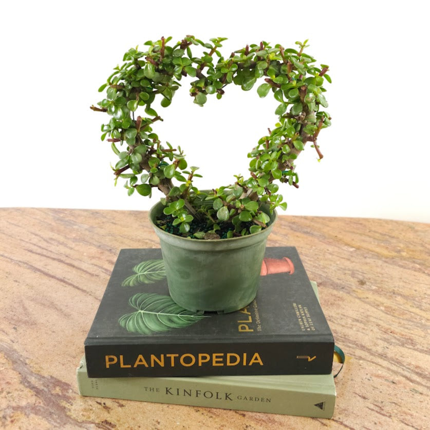 jade heart plant Heart Elephant Jade Bonsai - 6" Pot