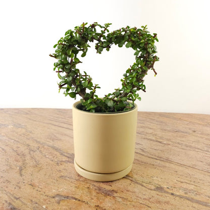 Heart Elephant Bush Jade Bonsai: Portulacaria afra - 6 inch pot