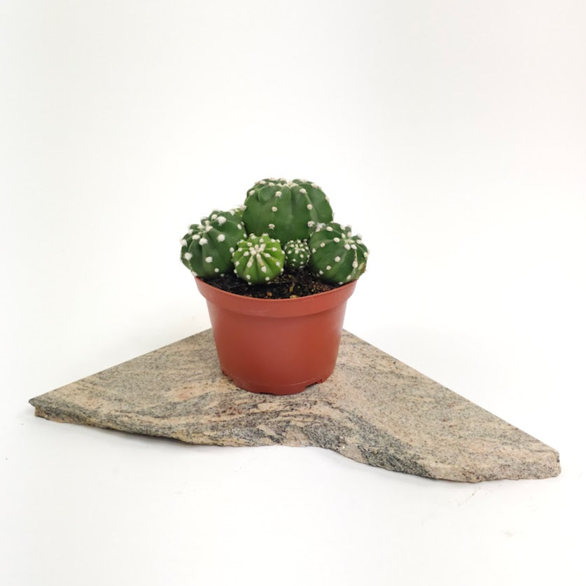 Hedgehog Cactus: Echinopsis ssp. - 6 inch pot — plant in pot — indoor plant for sale by Promise Supply for delivery and pickup in Toronto.