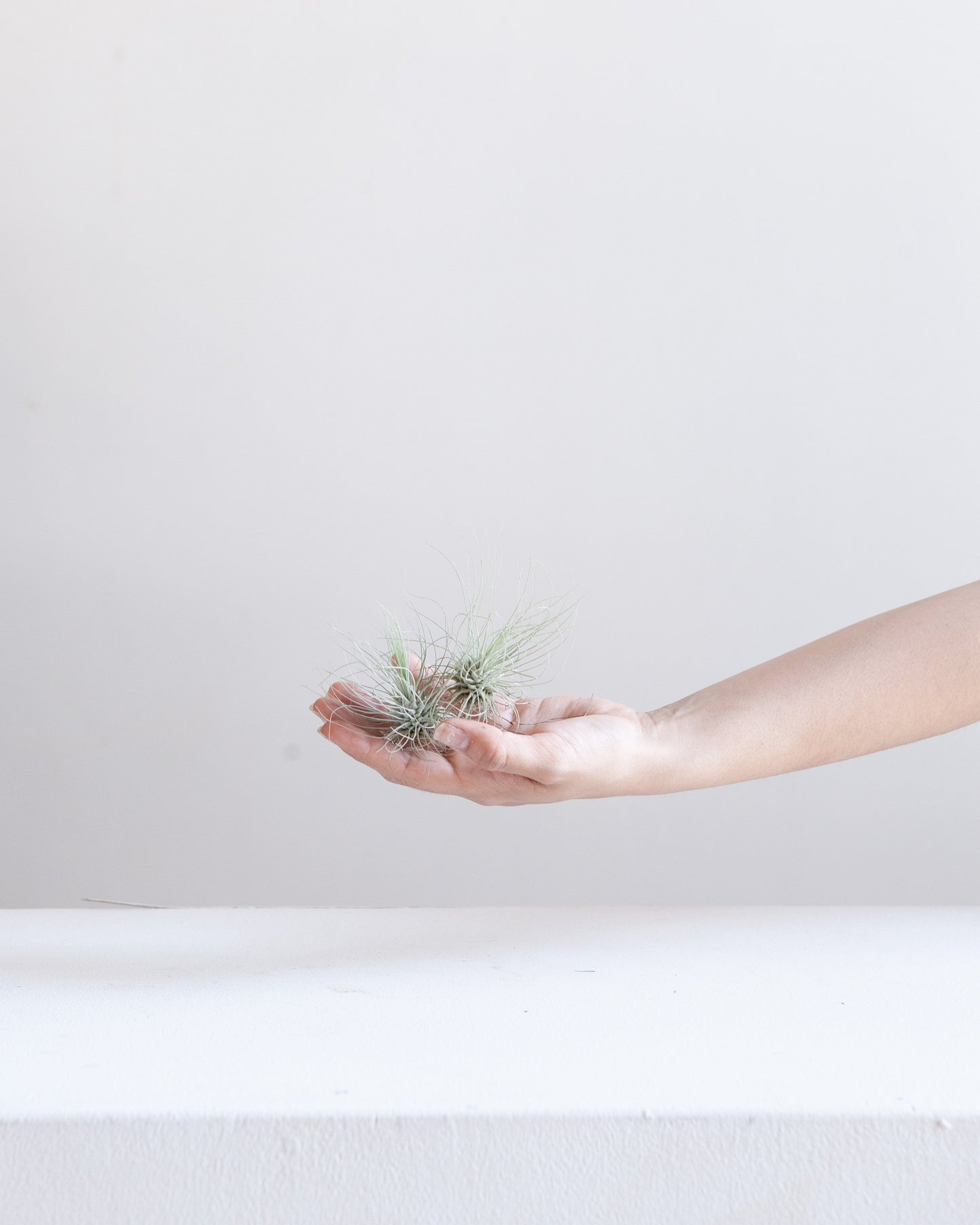 Assorted Air Plant: Tillandsia