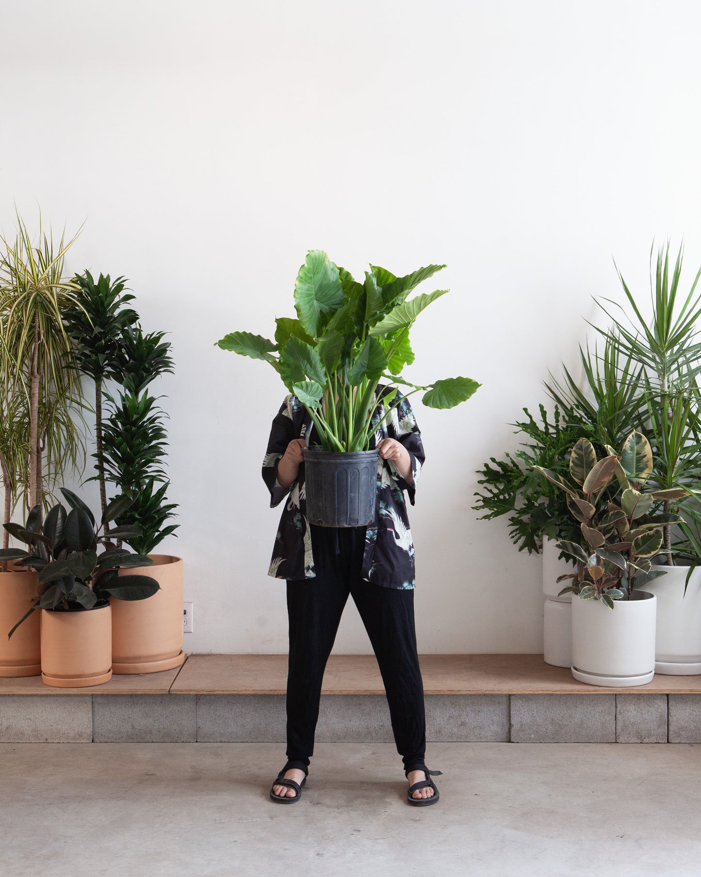 California Elephant Ear: Alocasia odora - 10 inch pot - 2-3 foot tall — indoor plant — indoor plant for sale by Promise Supply for delivery and pickup in Toronto.