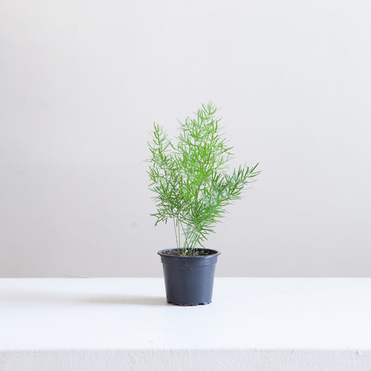 Foxtail Fern: Asparagus densiflorus - 4 inch pot