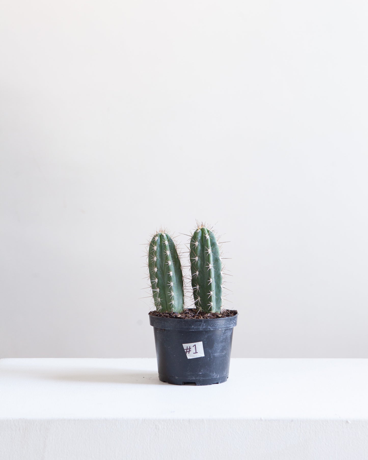 Assorted Cactus: Cactus - 5 inch pot
