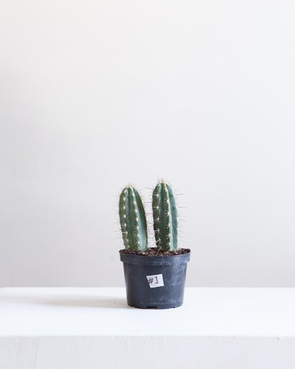 Assorted Cactus: Cactus - 5 inch pot