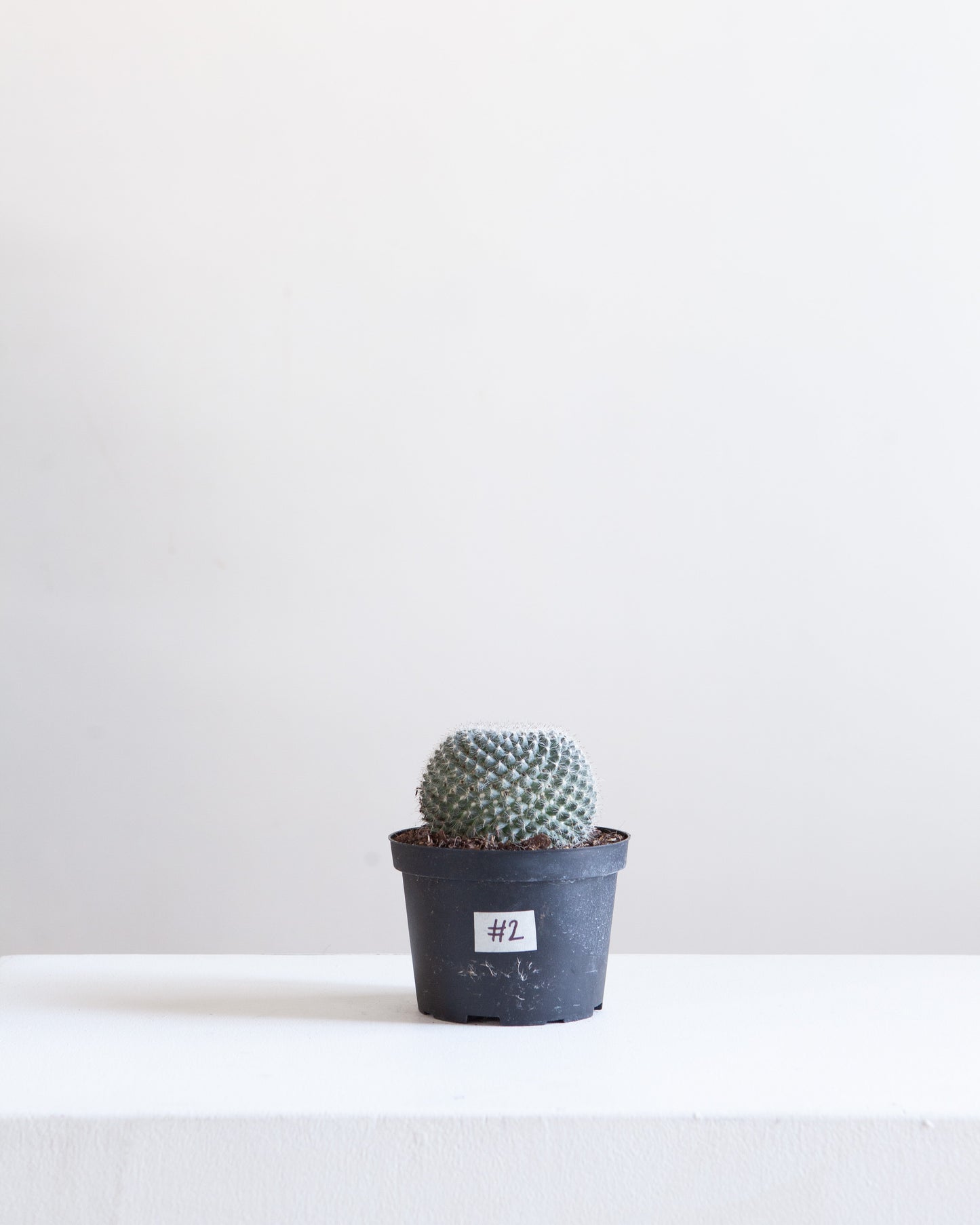 Assorted Cactus: Cactus - 5 inch pot