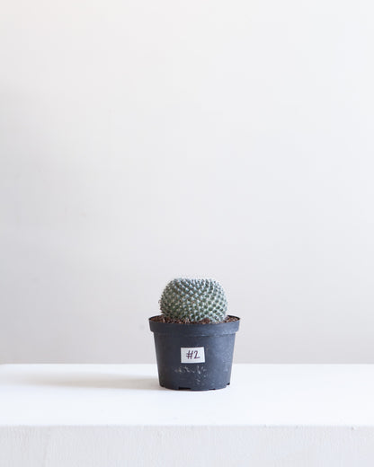 Assorted Cactus: Cactus - 5 inch pot