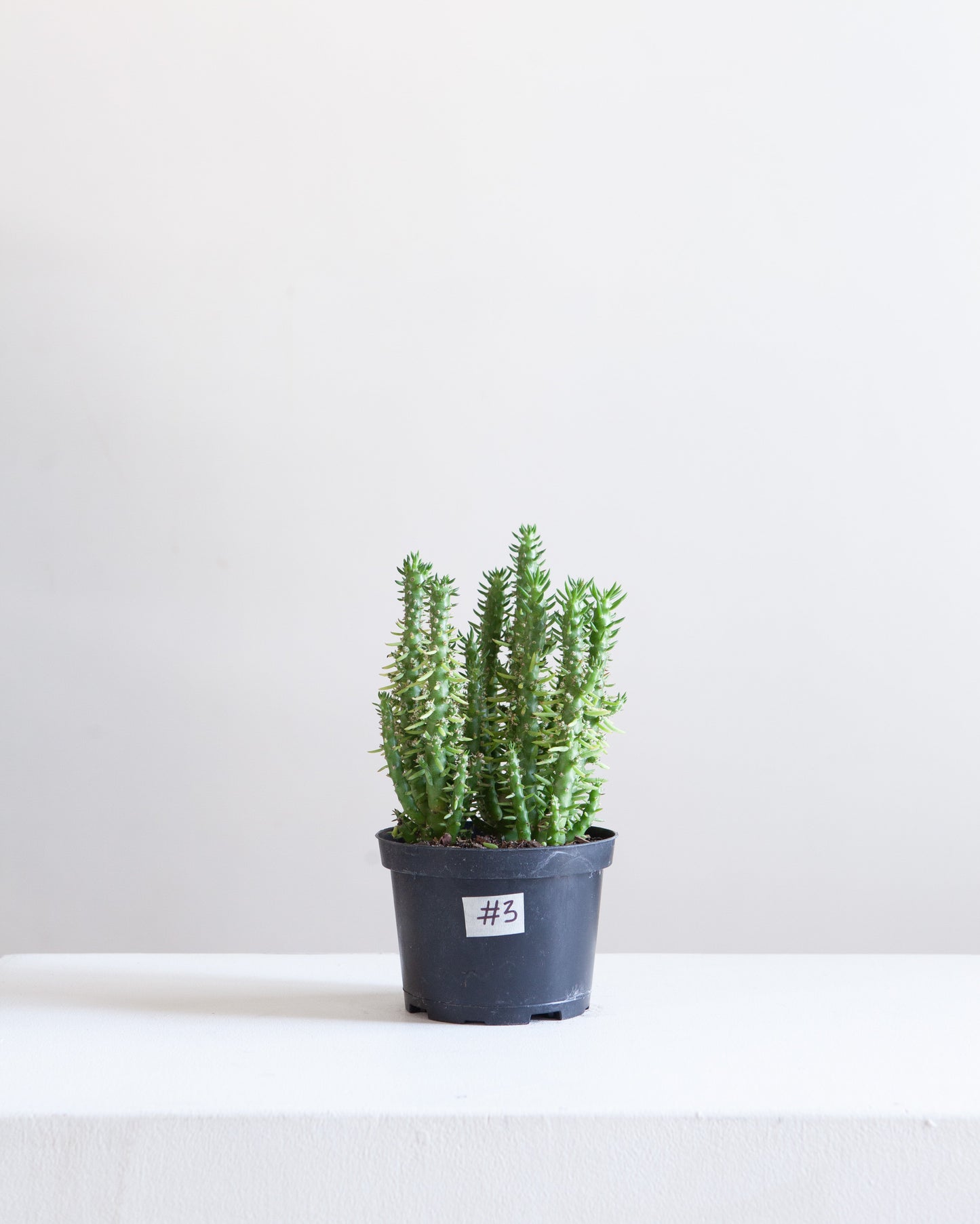 Assorted Cactus: Cactus - 6 inch pot