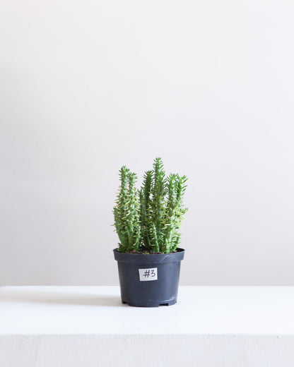 Assorted Cactus: Cactus - 6 inch pot