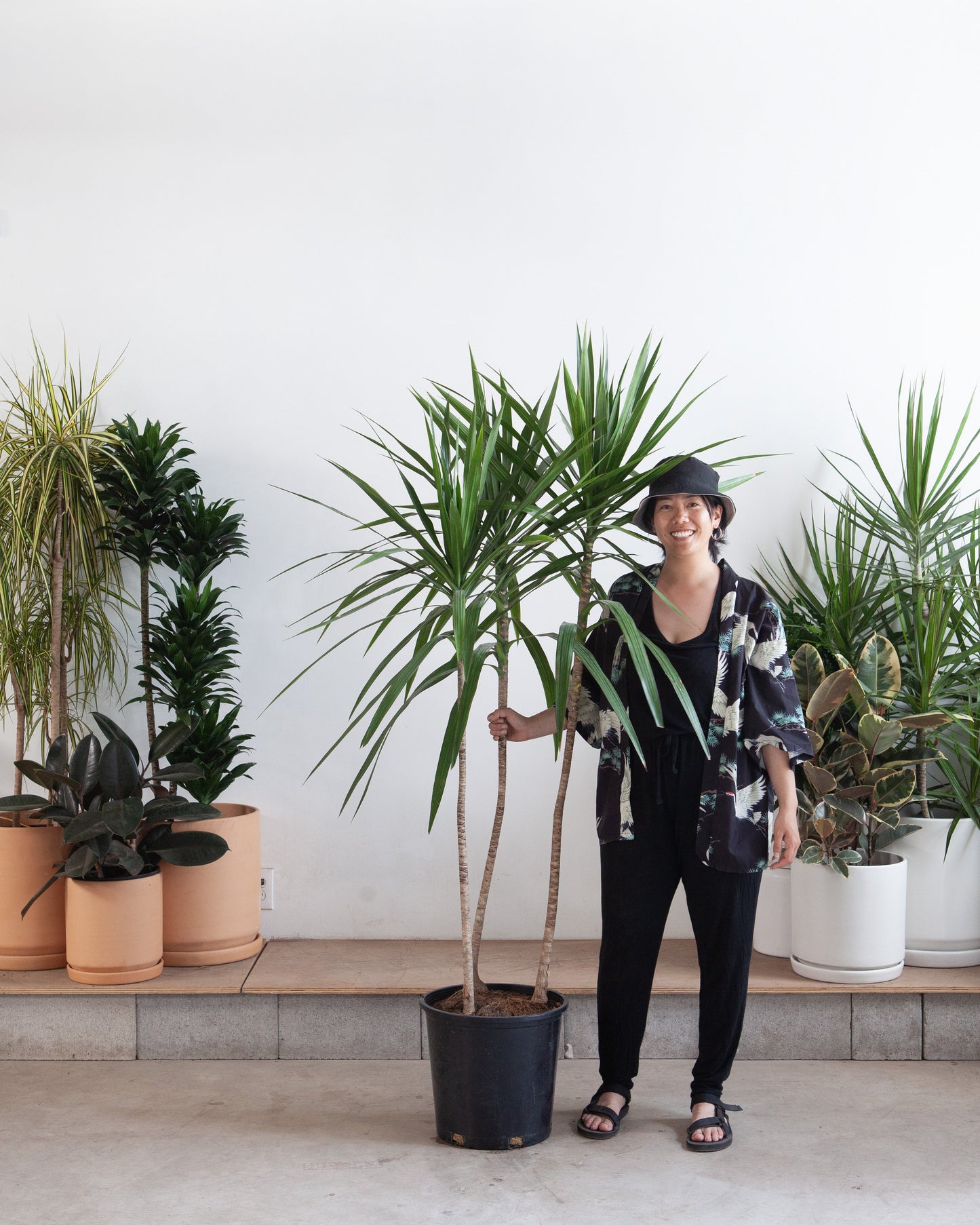Tarzan Dragon Tree Bush: Dracaena marginata - 14 inch pot - 6.5-7.5 foot tall