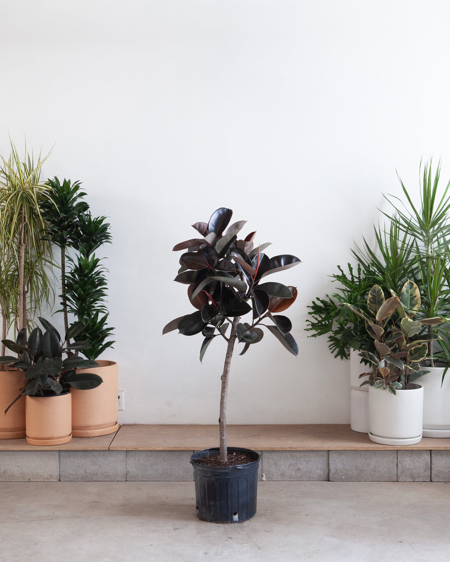 Burgundy Rubber Tree: Ficus elastica - 12 inch pot - 5 foot tall