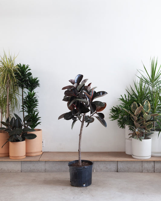 Burgundy Rubber Tree: Ficus elastica - 12 inch pot - 5 foot tall