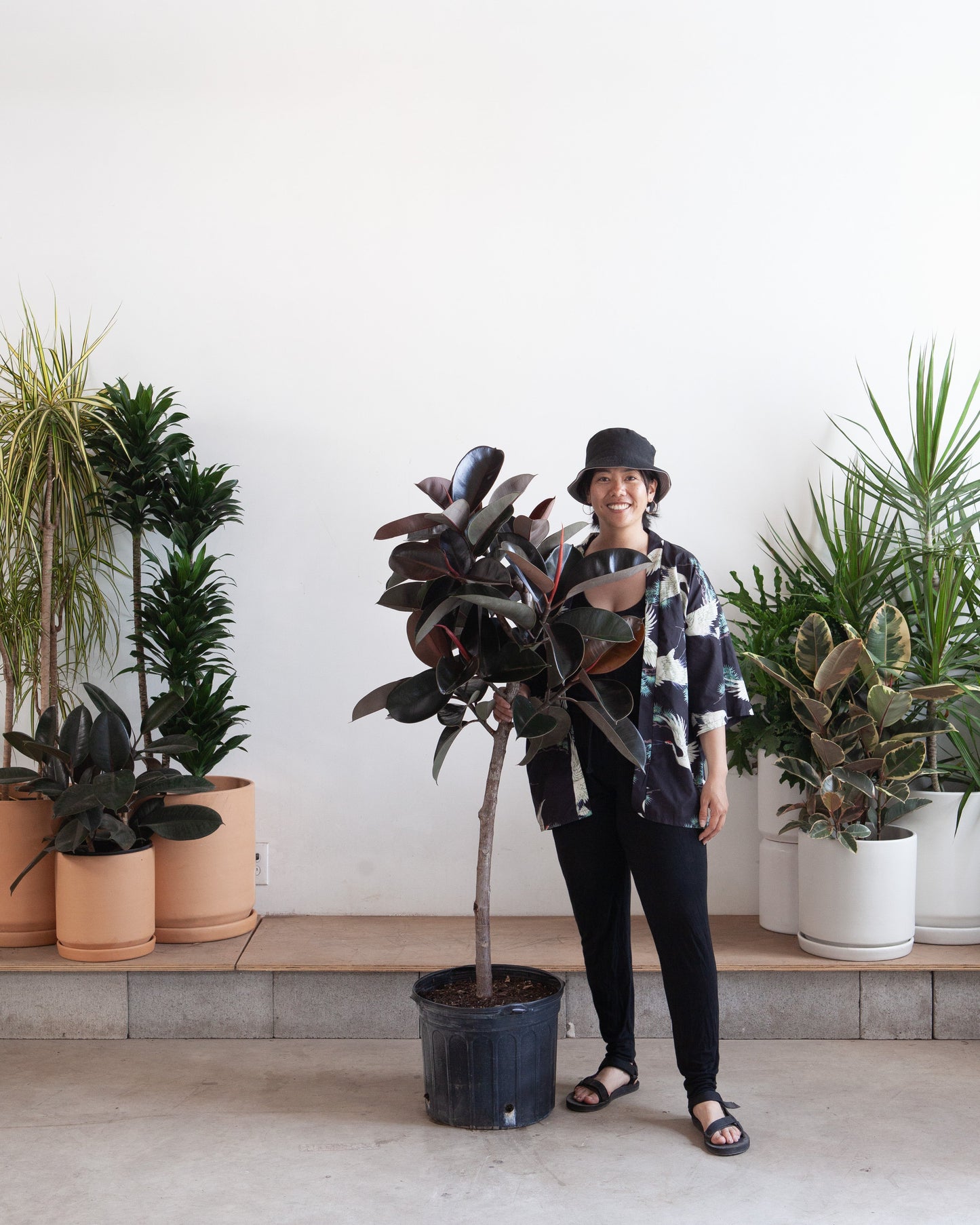 Burgundy Rubber Tree: Ficus elastica - 12 inch pot - 5 foot tall