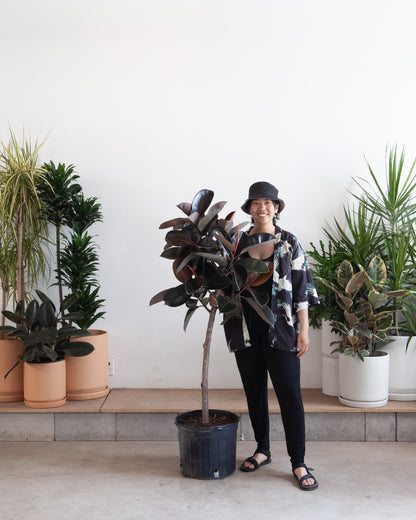 Burgundy Rubber Tree: Ficus elastica - 12 inch pot - 5 foot tall