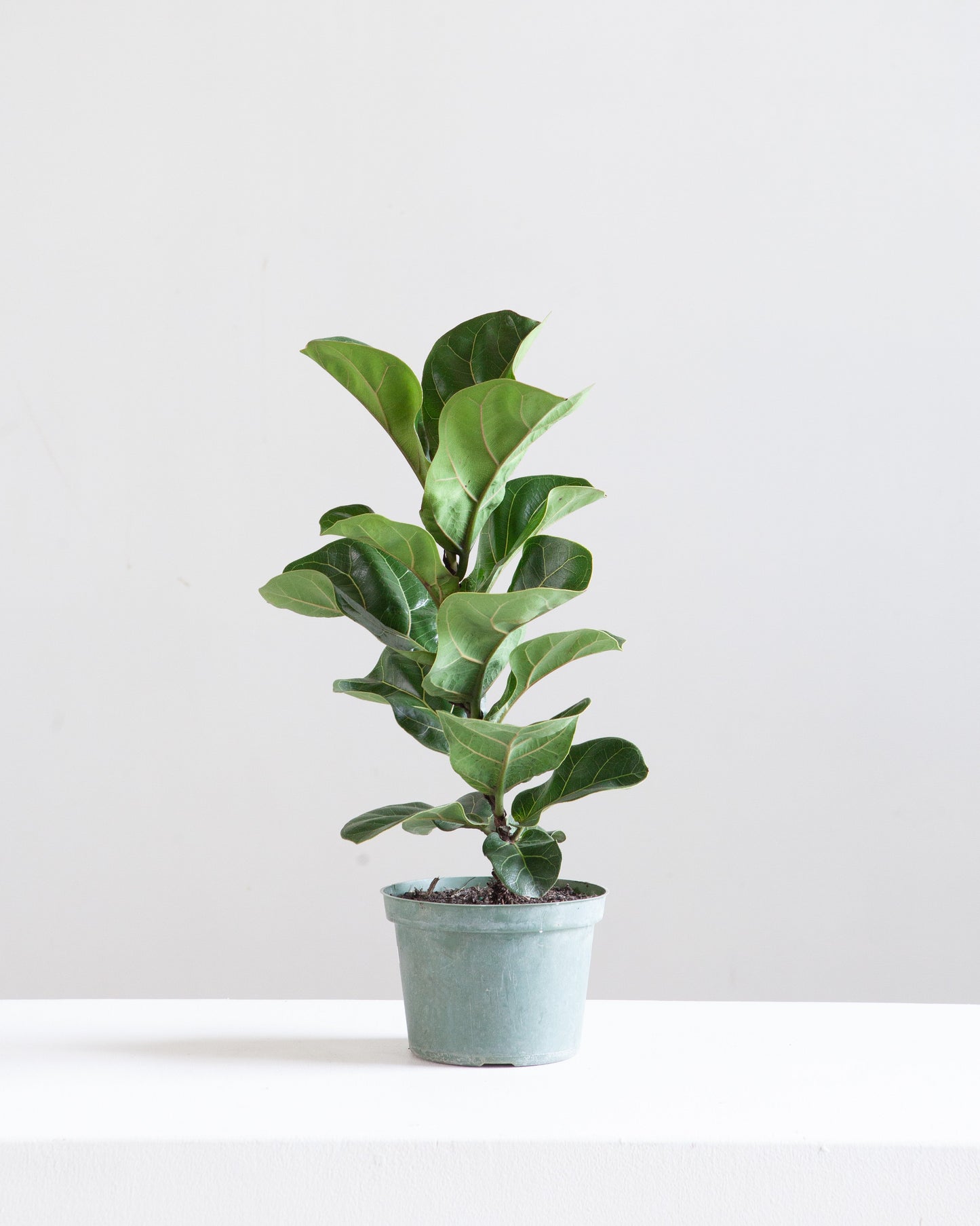 Small Leaf Fiddle Leaf Fig: Ficus lyrata 'Bambino' - 6 inch pot